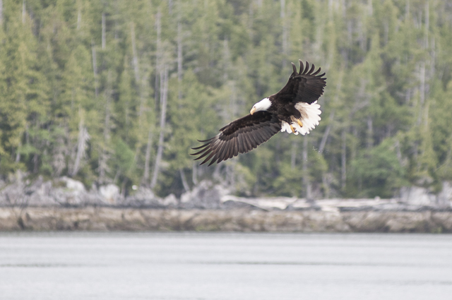Bald Eagles-1