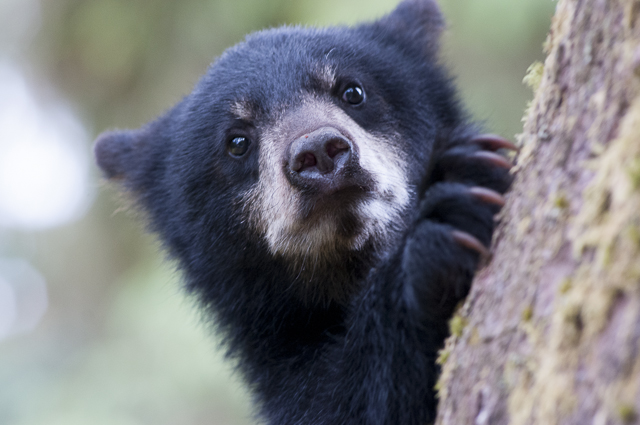 Blog-Bear-Cub