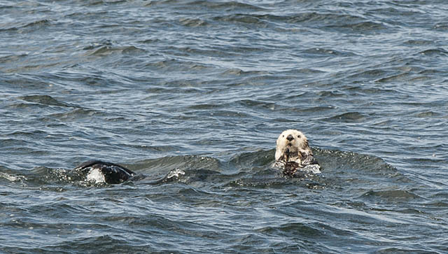Sea Otter-1-Blog