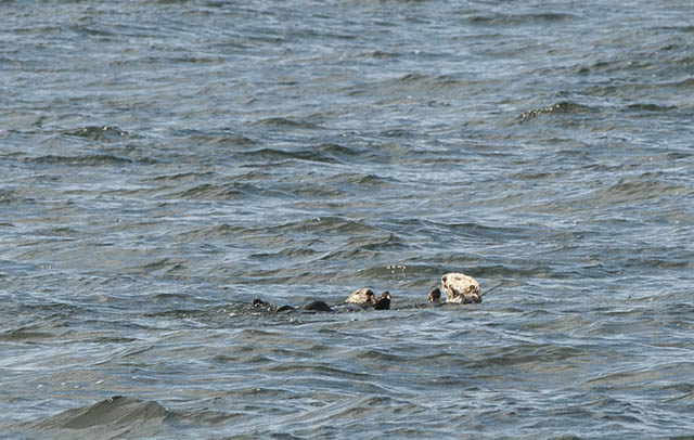 Sea Otter-2-Blog