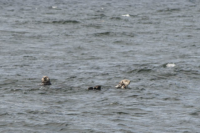 Sea Otter-3-Blog